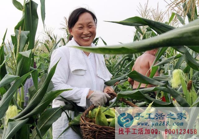 種植水果玉米騙局 種植水果玉米騙局