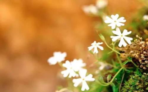 防騙在行動，手工之家提醒，注意這幾項，就能找到正規(guī)外發(fā)手工活(圖2)