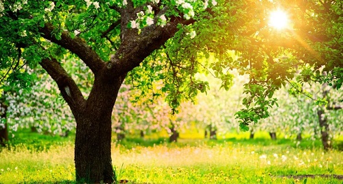 用心去種，才能成就一棵能擋雨納涼的大樹(shù) --- --- 手工之家植樹(shù)節(jié)有感