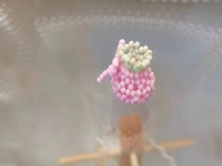 10月22日，手工活外發(fā)加工正規(guī)的廠家，微創(chuàng)業(yè)做手工傳承官，開手工加工廠，大家與手工之家始終是平等、共贏的關系，圖為串珠米珠繡純手工產(chǎn)品剪影