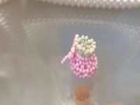 9月3日，手工兼職創(chuàng)業(yè)在家做是真的，微創(chuàng)業(yè)做手工工作室，在家做的好手工，手工之家有實力，合作起來踏實放心，圖為串珠米珠繡純手工產(chǎn)品剪影