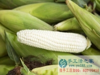 手工活之家客戶講解種植“水果玉米”被騙過程，為大家提個(gè)醒